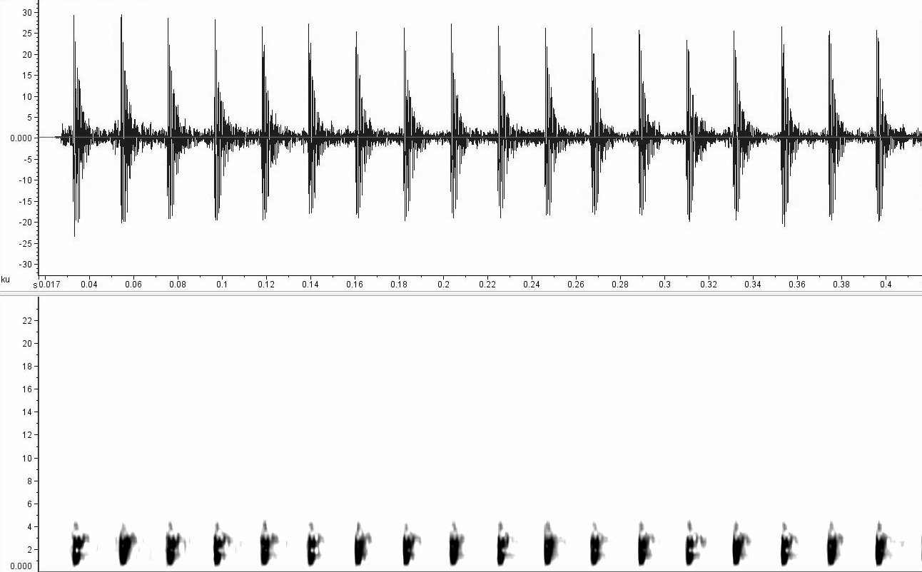 Ctenophryne geayi ppbio.inpa.gov.br/inicio